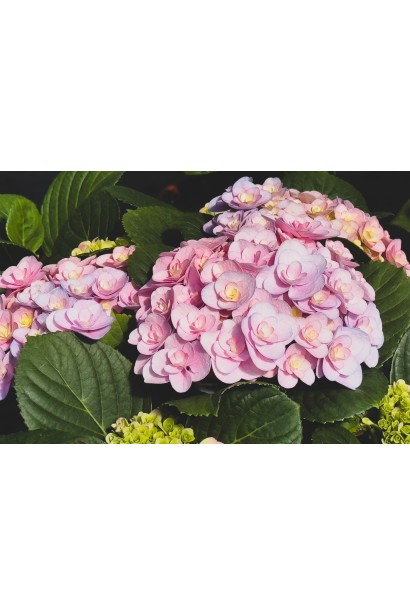 Hydrangea Florentina фото